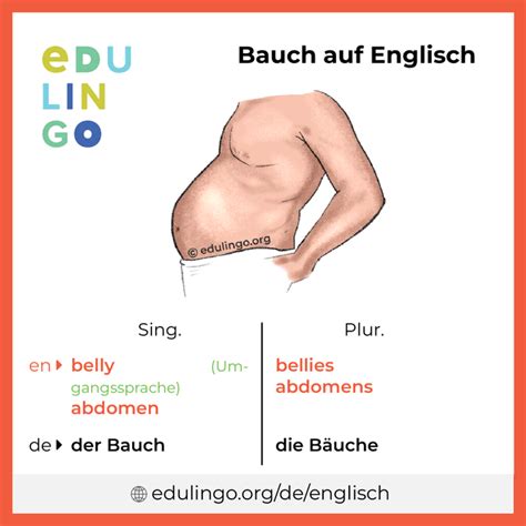 englisch bauch